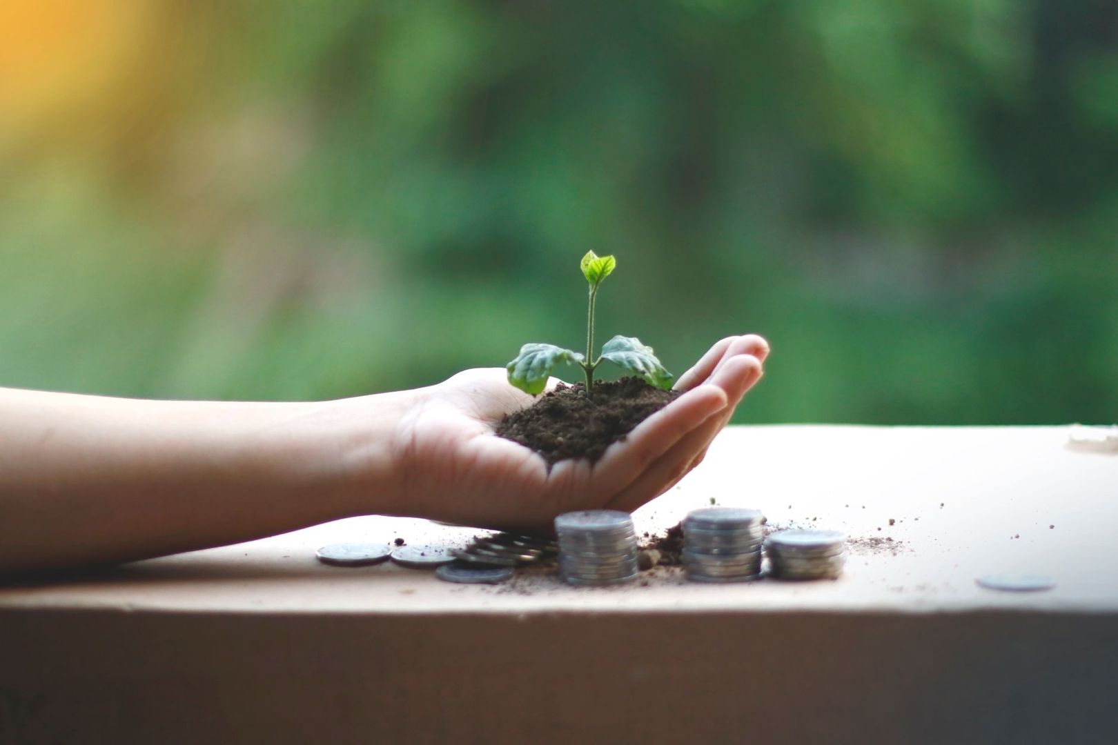 Händer håller en liten planta med jord bredvid mynt på ett bord